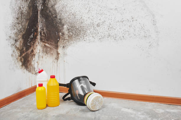Professional Mold Removal in Grand Coulee, WA