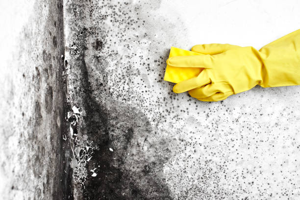 Mold Removal and Inspection in Grand Coulee, WA