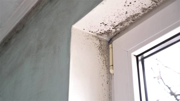 Best Mold Remediation  in Grand Coulee, WA