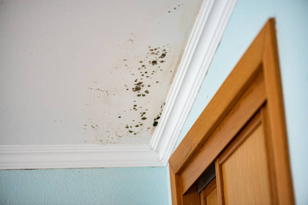 Best Black Mold Removal  in Grand Coulee, WA