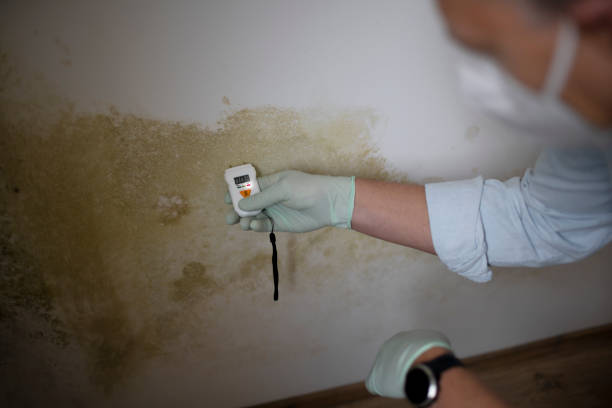 Best Mold Removal Company Near Me  in Grand Coulee, WA