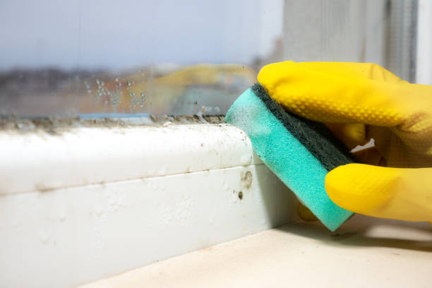 Best Affordable Mold Removal  in Grand Coulee, WA