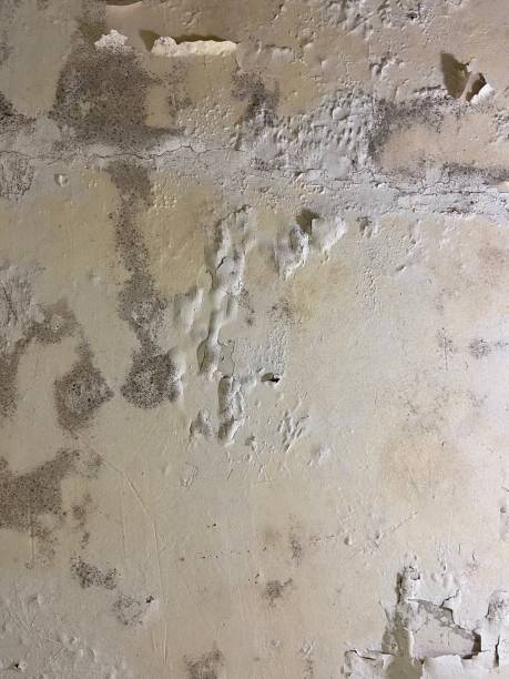 Best Commercial Mold Removal  in Grand Coulee, WA