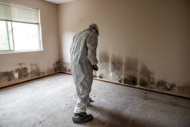 Best Black Mold Removal  in Grand Coulee, WA
