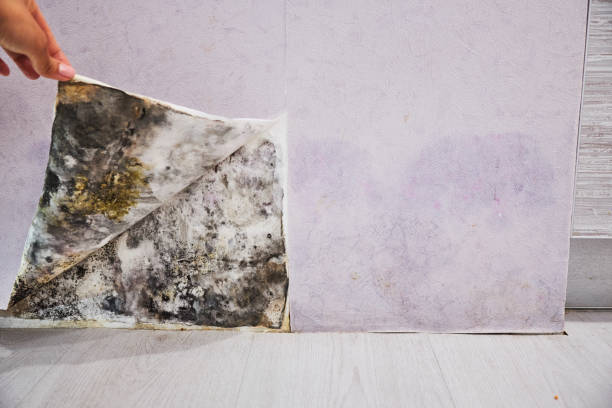 Office Mold Removal Services in Grand Coulee, WA